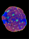 Rainbow Crush Chalice Coral