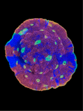 Rainbow Crush Chalice Coral