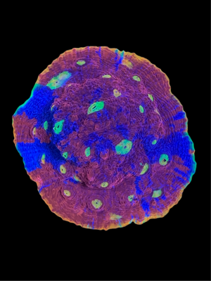 Rainbow Crush Chalice Coral