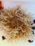 Beaded Anemone