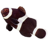 Black Ocellaris Clownfish - Aquacultured