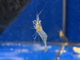 Ghost Shrimp
