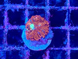 Rhodactis Mushroom
