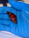 Yellow Banded Possum Wrasse