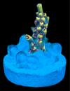 RR Pink Floyd Acropora