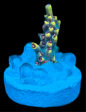 RR Pink Floyd Acropora