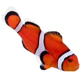 Orange Ocellaris Clownfish, Aquacultured