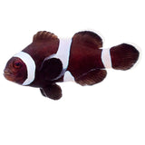 Misbar Black Ocellaris Clownfish - Aquacultured