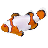 Snowflake Ocellaris Clownfish, Aquacultured