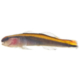 Yellowline Goby - Aquacultured