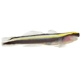 Sharknose Goby - Aquacultured