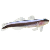 Neon Blue Cleaner Goby, Aquacultured