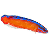 Neon Dottyback, Aquacultured