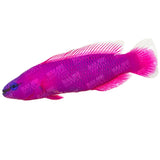 Orchid Dottyback - Aquacultured