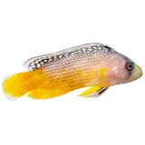 Splendid Dottyback - Aquacultured