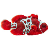 Lightning Maroon Clownfish - Aquacultured