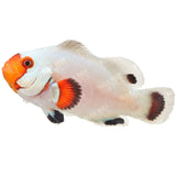 Wyoming White Ocellaris Clownfish - Aquacultured