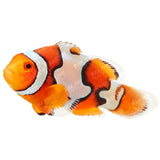 Picasso Percula Clownfish - Aquacultured