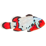 Black Ice Snowflake Ocellaris Clownfish - Aquacultured