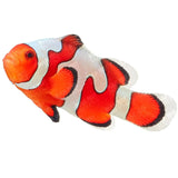 Gladiator Ocellaris Clownfish - Aquacultured