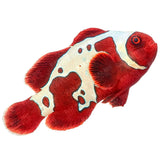 Gold x Lightning Maroon Clownfish - Aquacultured