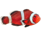Caramel Ocellaris Clownfish - Aquacultured