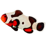 Mocha Gladiator Ocellaris Clownfish - Aquacultured