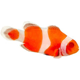 Zombie Ocellaris Clownfish