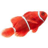 Gold Stripe Maroon Clownfish - Aquacultured