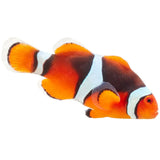 Onyx Percula Clownfish - Aquacultured