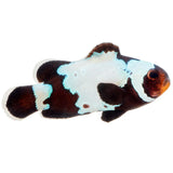 Premium Black Snowflake Ocellaris Clownfish - Aquacultured