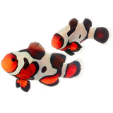 Mocha Ocellaris Clownfish, Aquacultured