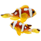 Spotcinctus Clownfish