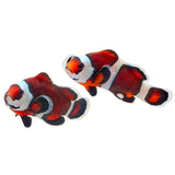 Semi Storm Ocellaris Clownfish - Aquacultured
