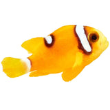 Deluxe Clarkii Clownfish - Aquacultured