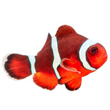Misbar Blood Orange Clownfish - Aquacultured