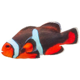Misbar Onyx Percula Clownfish - Aquacultured