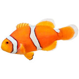 Misbar True Percula Clownfish - Aquacultured