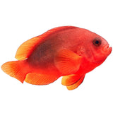 Fire Tomato Clownfish - Aquacultured
