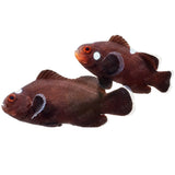 Extreme Misbar Black Ocellaris Clownfish - Aquacultured