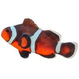 Fancy Ocellaris Clownfish - Aquacultured