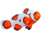 Premium Gladiator Ocellaris Clownfish - Aquacultured