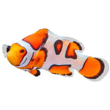 Premium Picasso Percula Clownfish - Aquacultured