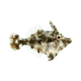 Aiptasia Eating Filefish