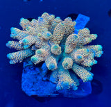 WYSIWYG Wild Fiji Acropora