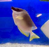 Magnificent Foxface Rabbitfish