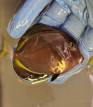 White Cheek Tang (aka Powder Black Tang)