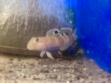 Tiger Wardi Goby