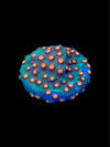 Jingle Bells Cyphastrea