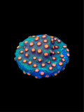 Jingle Bells Cyphastrea